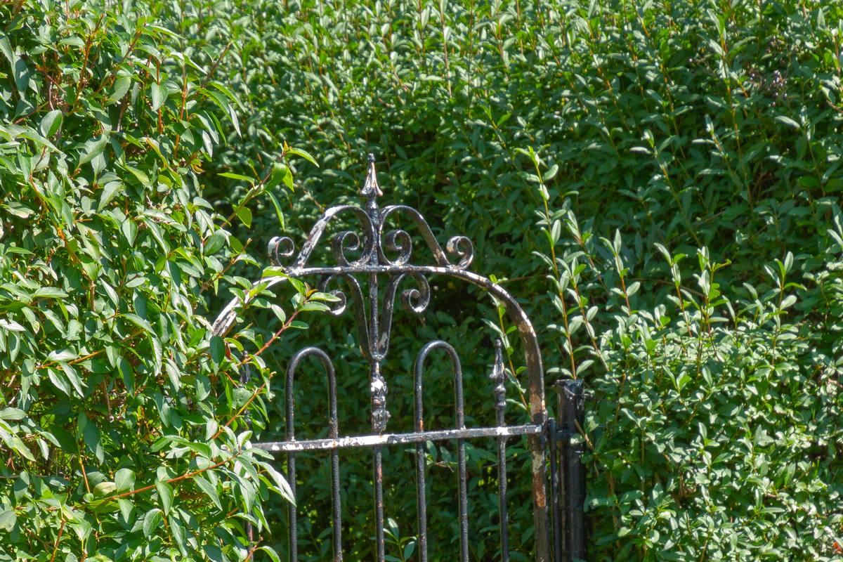 A weathered iron garden gate standing open in a dense green hedge, stone path visible beyond