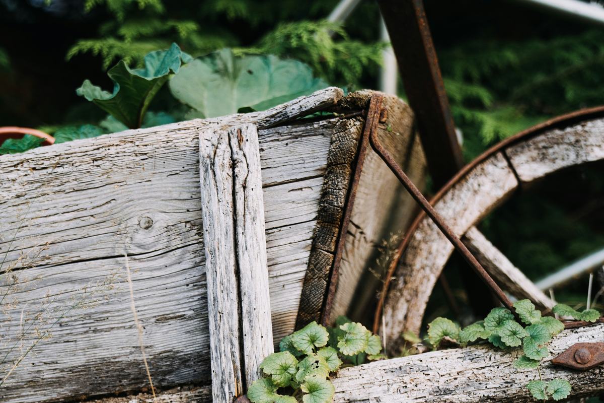 A weathered wooden wheelbarrow resting in long grass, with small green plants growing gently through its worn slats