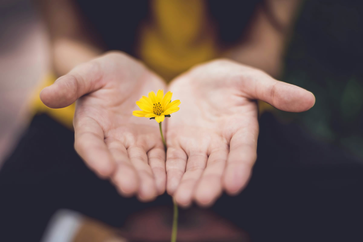 Two open hands gently cradling a small yellow flower against a soft dark background