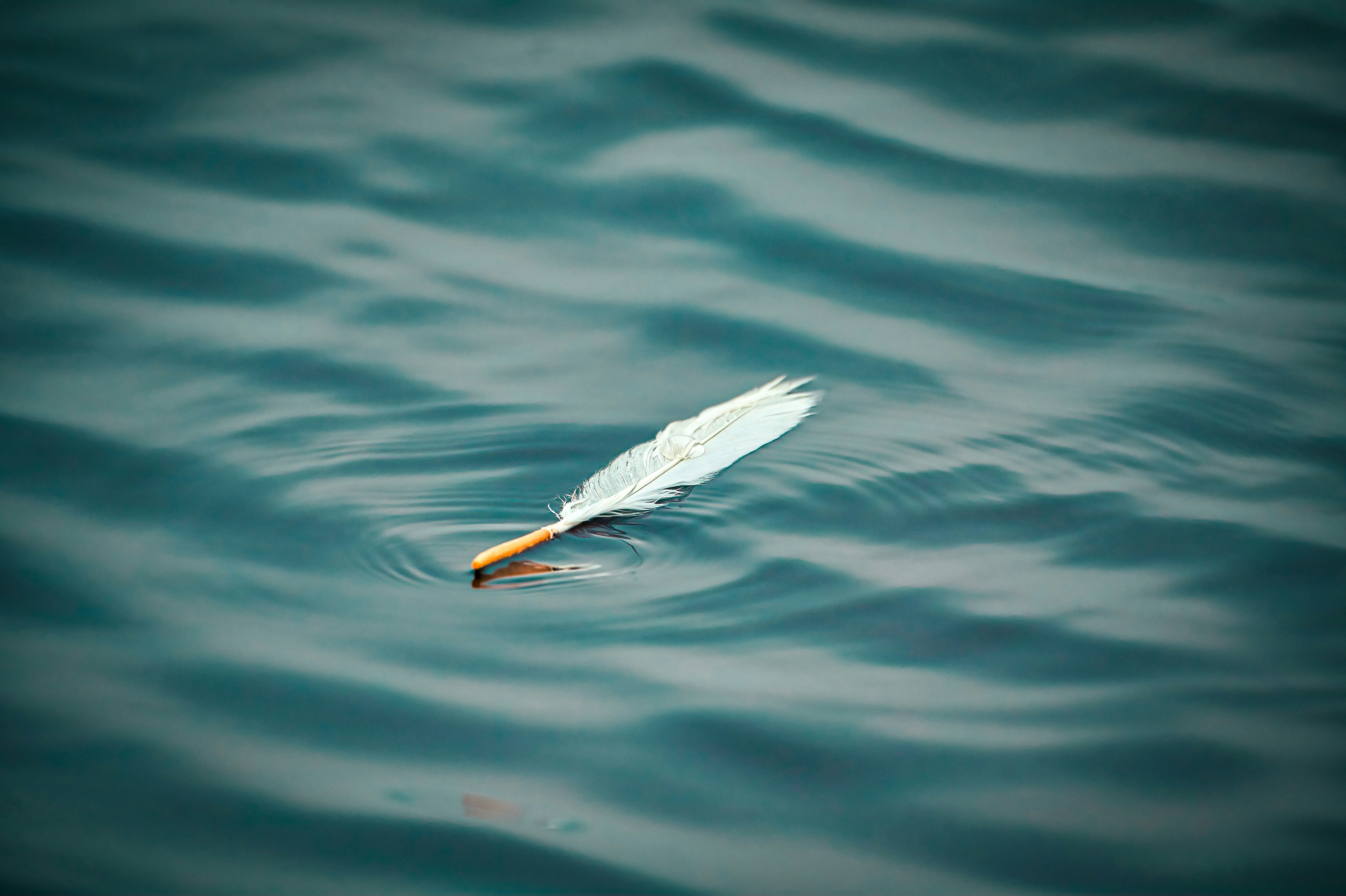 Feather floating on calm water