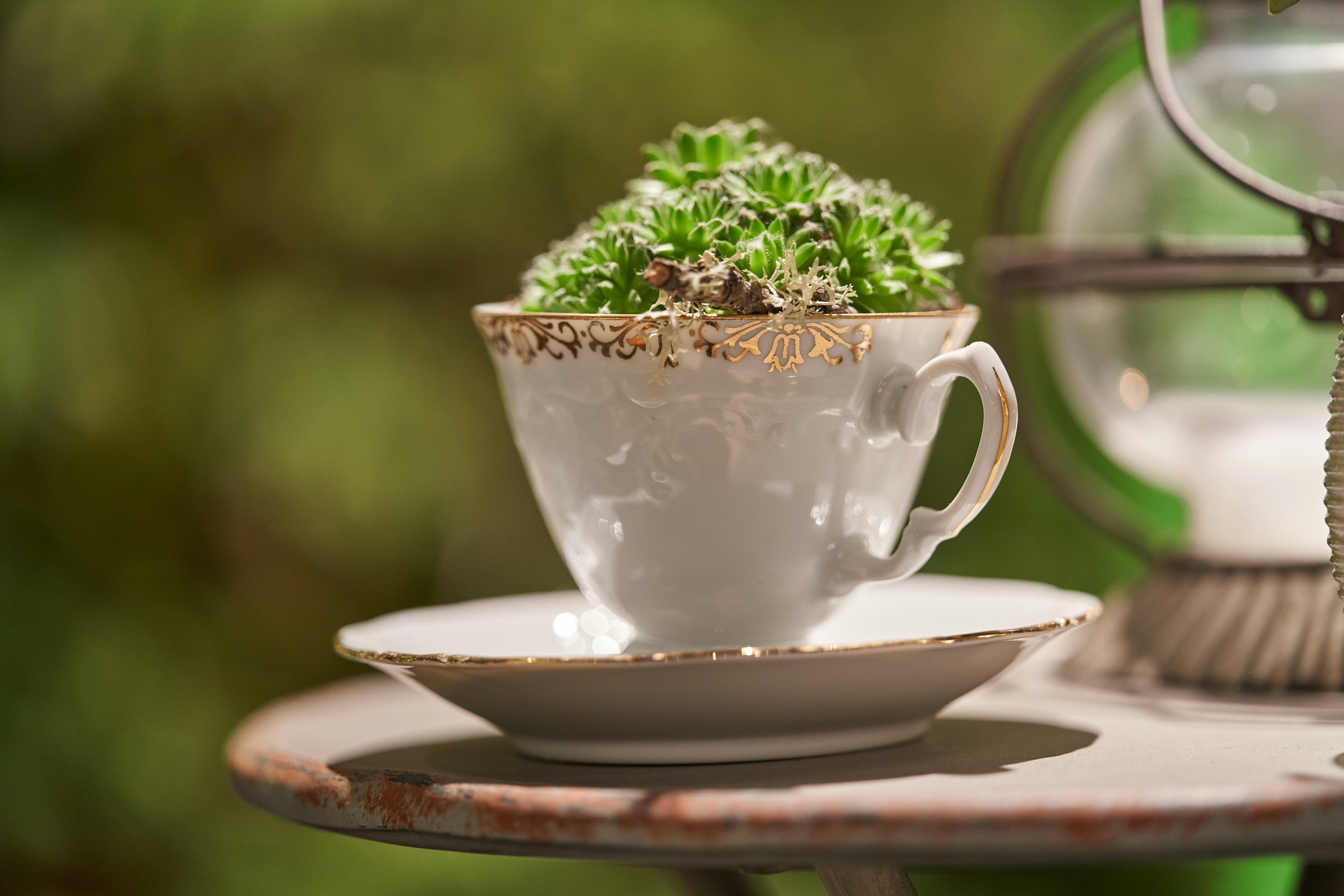 Succulent planted in a vintage teacup