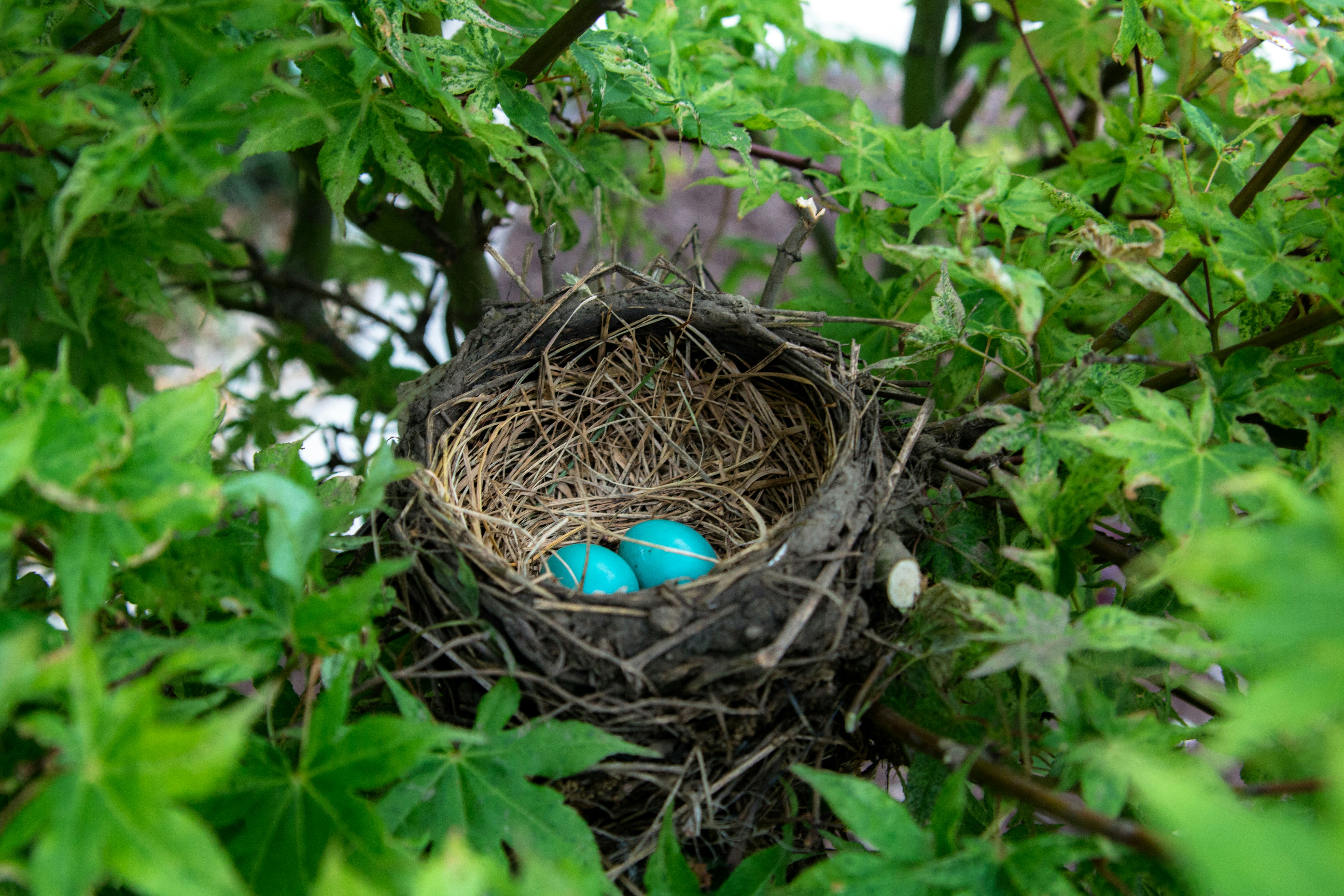 Bird's nest with two blue eggs