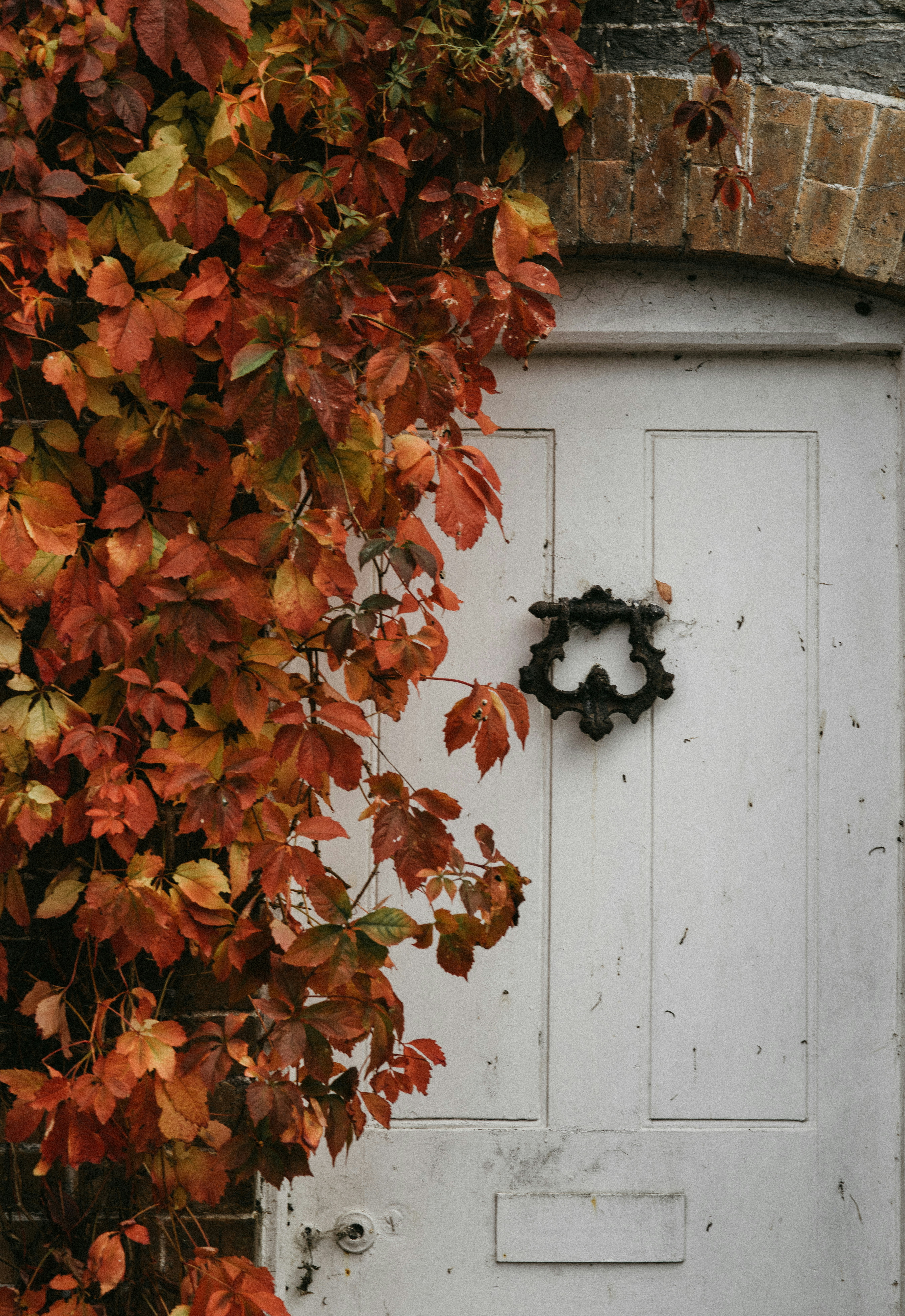 White door framed by autumn ivy